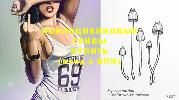хмурый Аркадак