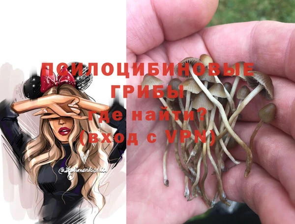 хмурый Аркадак